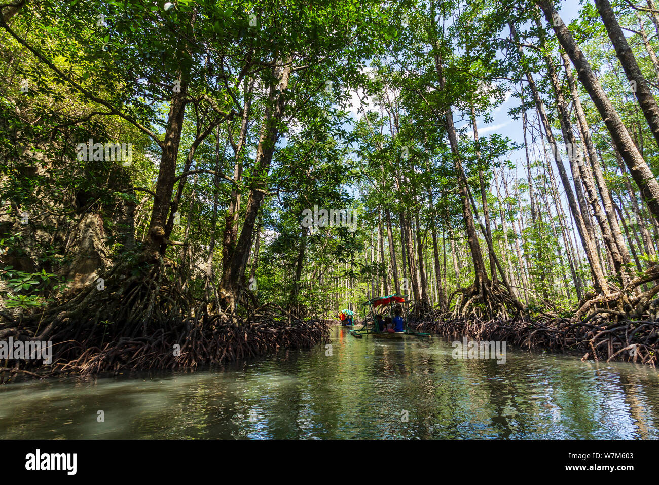 Mangrove forest in Sabang in the Philippines Stock Photo
