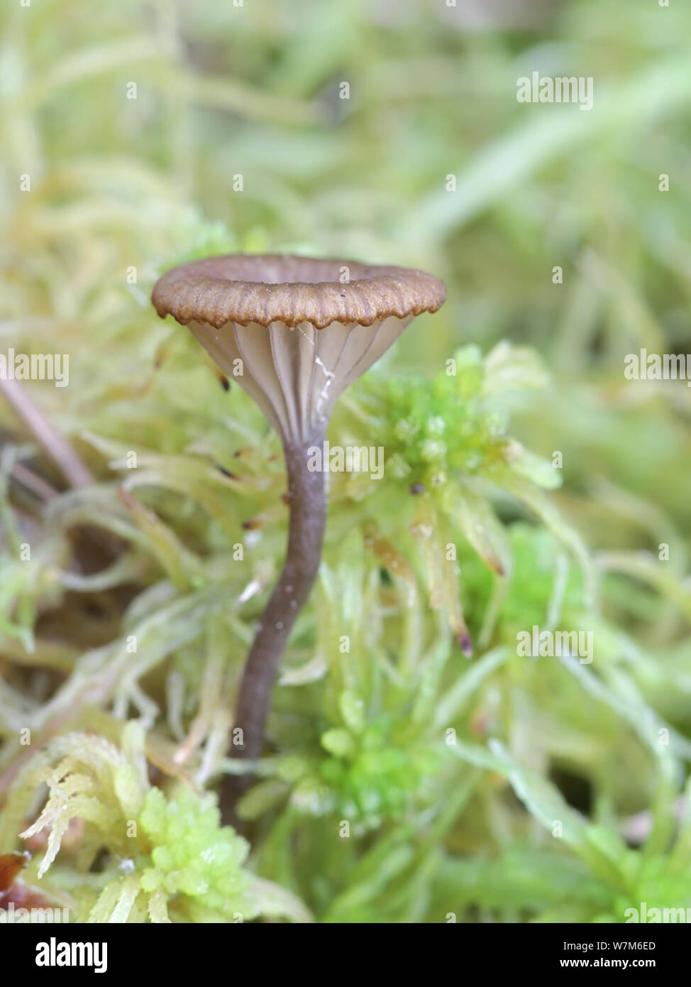 Arrhenia philonotis, a knight mushroom growing on peat moss in Finland Stock Photo