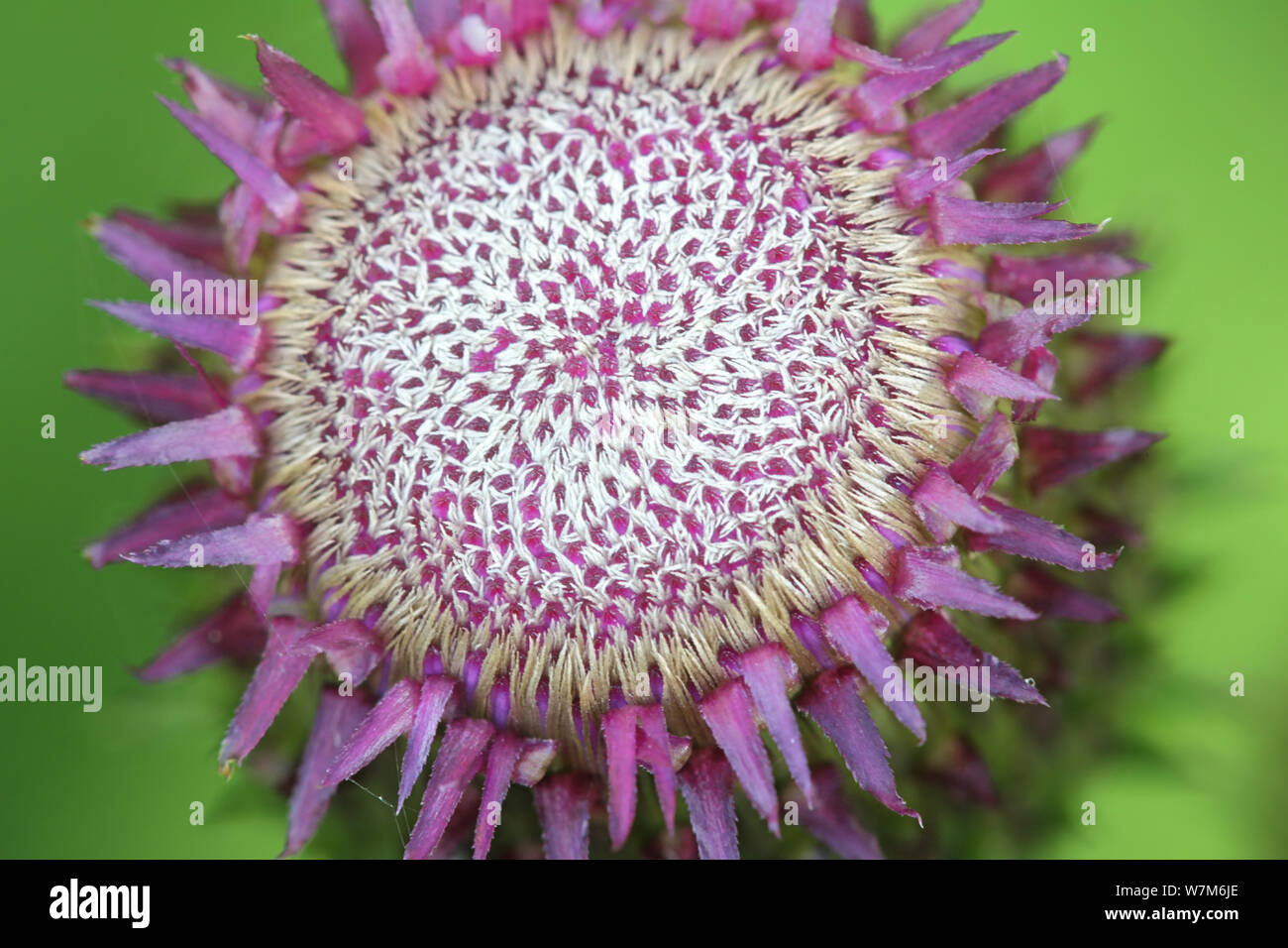 Cirsium heterophyllum, known as the Melancholy thistle, close-up of a flower bud Stock Photo