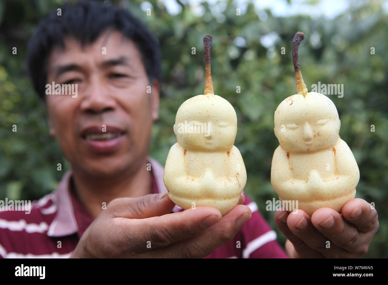 A Chinese farmer shows harvested Buddha-shaped pears at his orchard in a  village of Weicheng town, Weixian county, Handan city, north China's Hebei  pr Stock Photo - Alamy