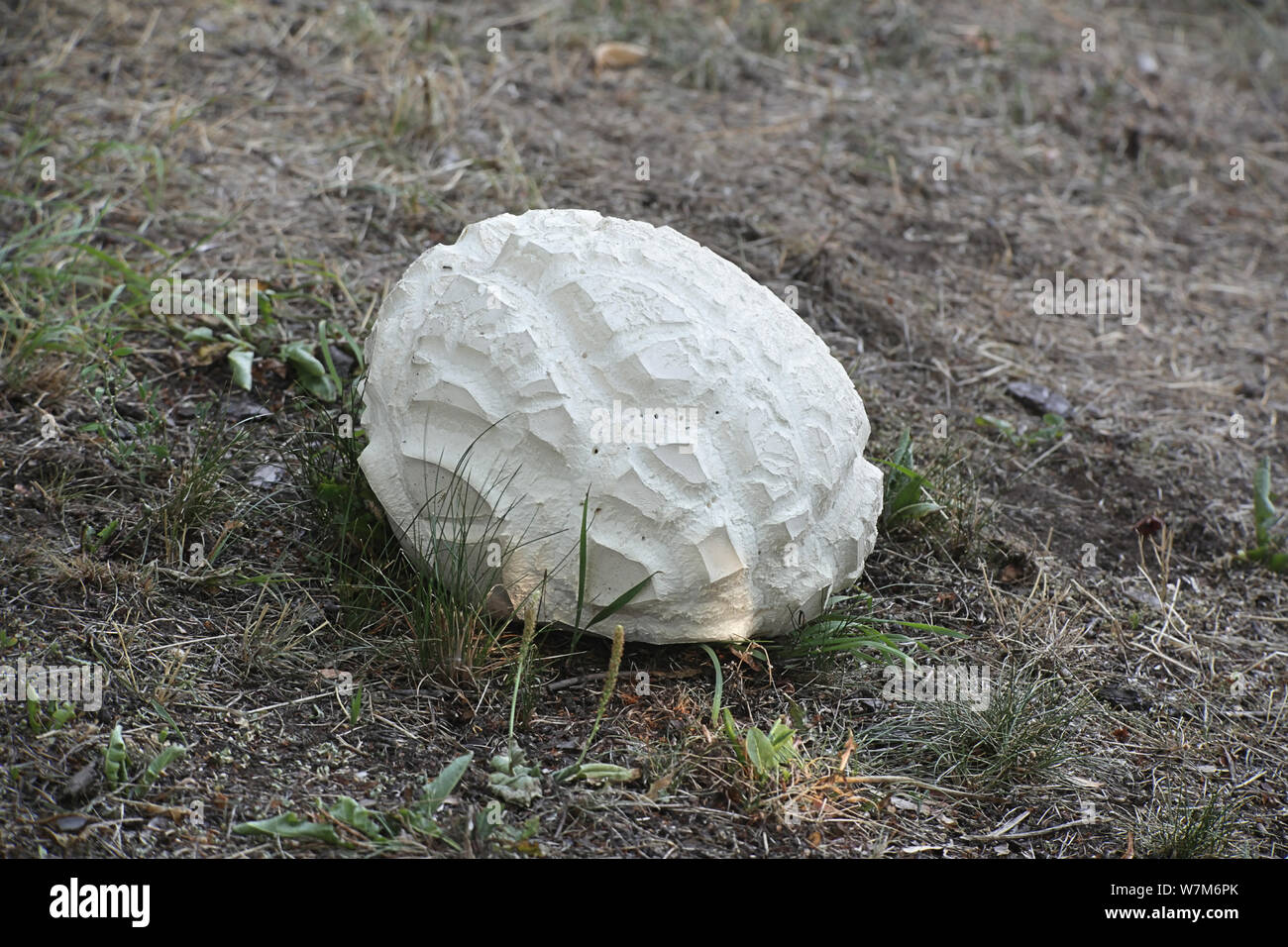 Calvatia gigantea, commonly known as the giant puffball, growing wild in Finland Stock Photo