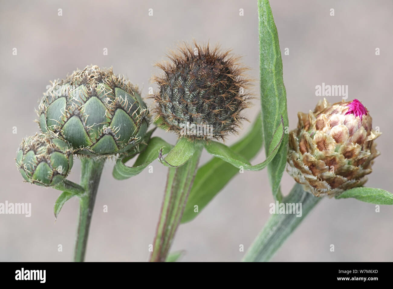 From left to right: Greater Knapwed (Centaurea scabiosa), Wig Knapweed (Centaurea phrygia),  and far right Brown-rayed Knapweed (Centaurea jacea) Stock Photo