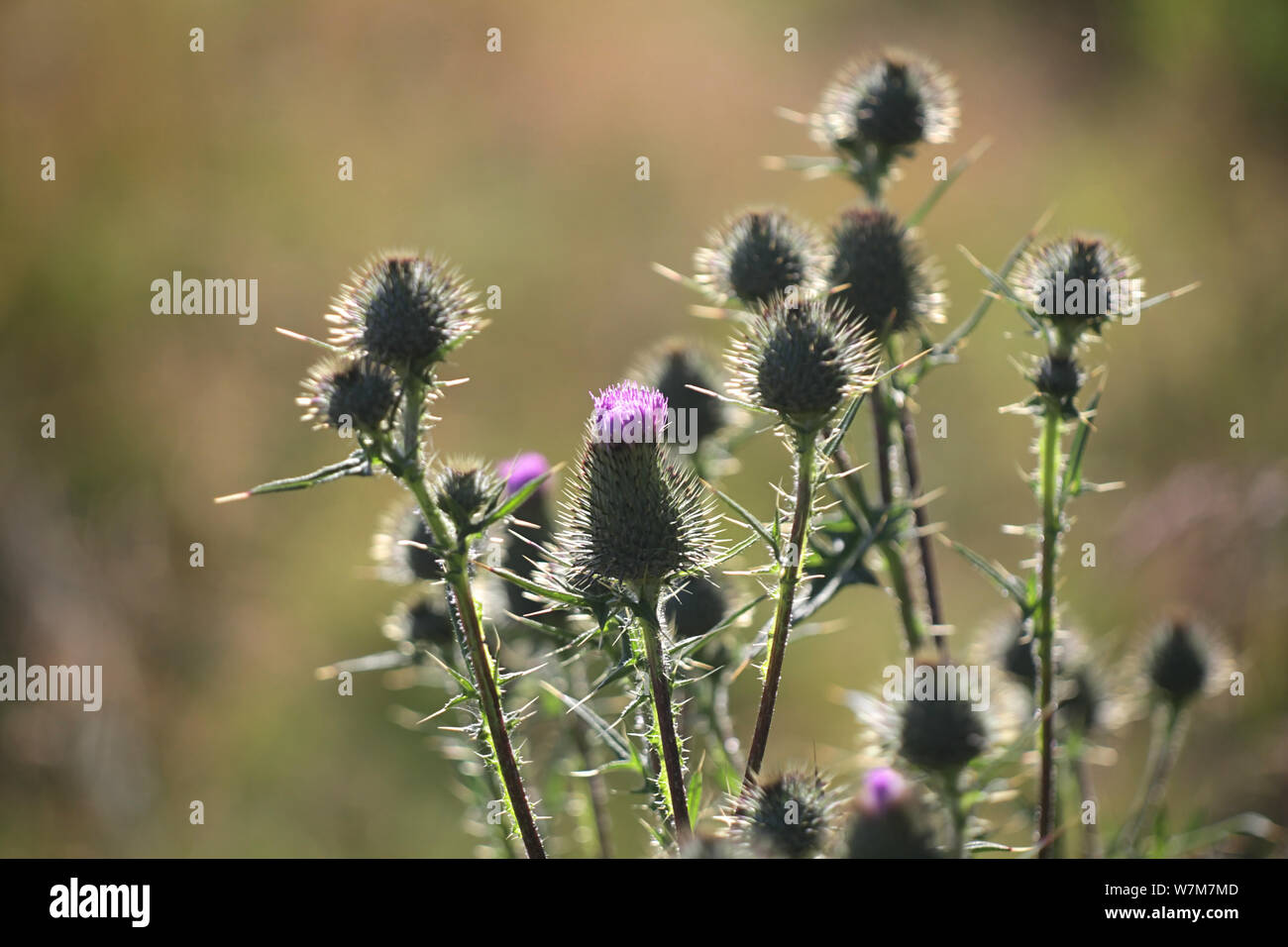 Cirsium vulgare, known as Spear Thistle,  Common Thistle or Bull Thistle Stock Photo
