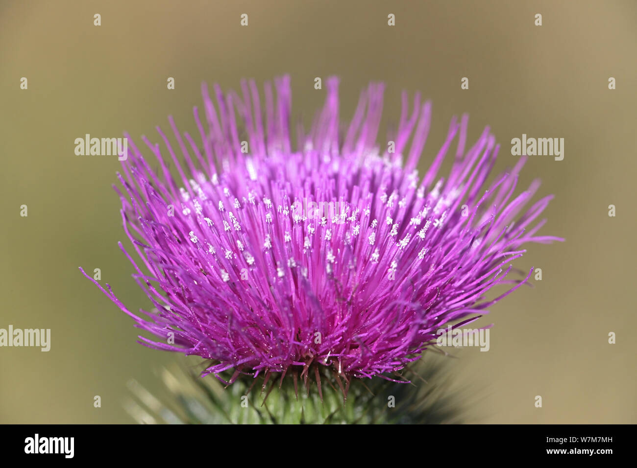 Cirsium vulgare, known as Spear Thistle,  Common Thistle or Bull Thistle Stock Photo