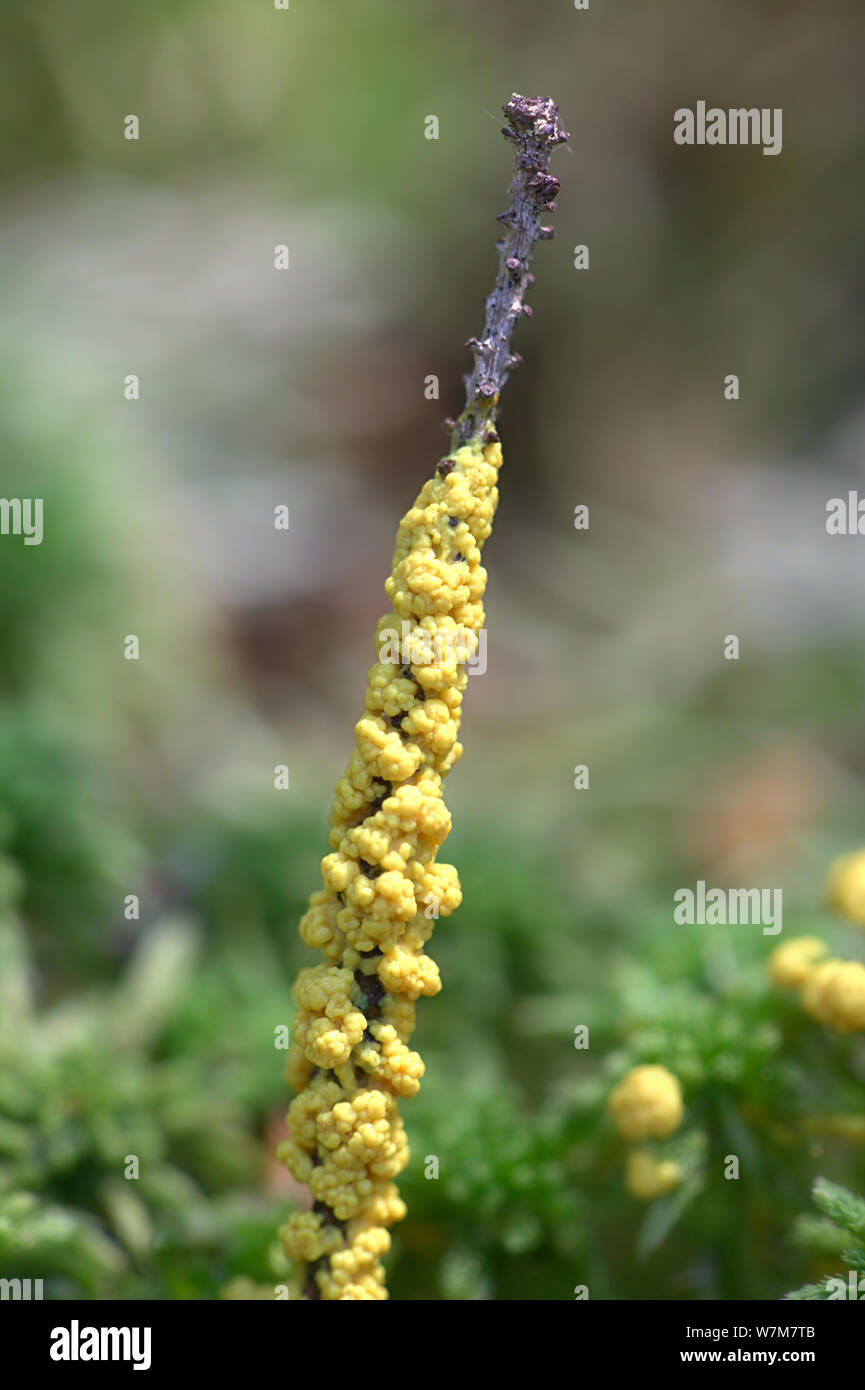 Physarum virescens, bright yellow slime mold from Finland Stock Photo