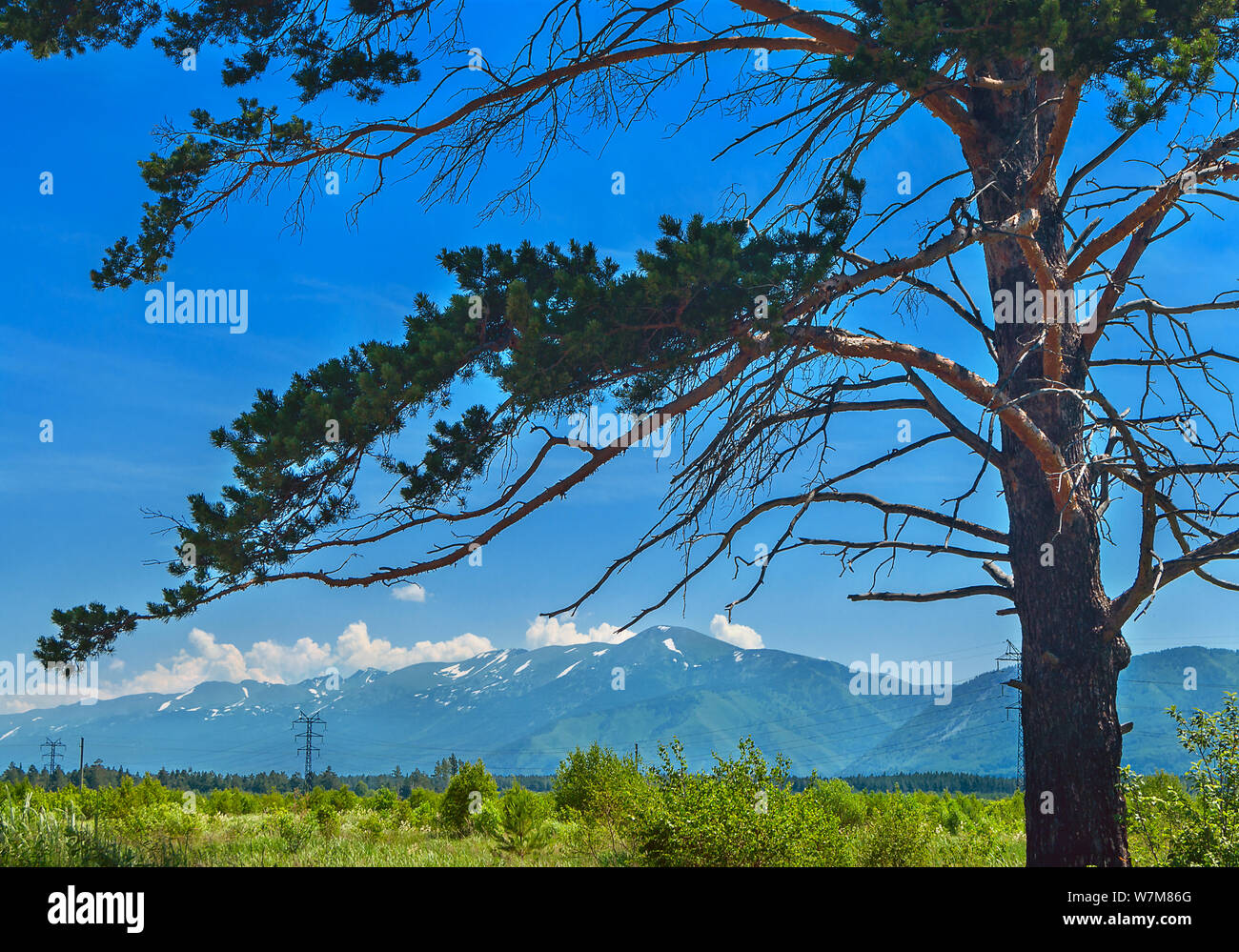 Pine Tree Trunk and Branches, Highland Valley, Power Line, Blue Sky and White Clouds over Mountains on a Sunny Summer Day. Ivanovskiy Khrebet Ridge, A Stock Photo