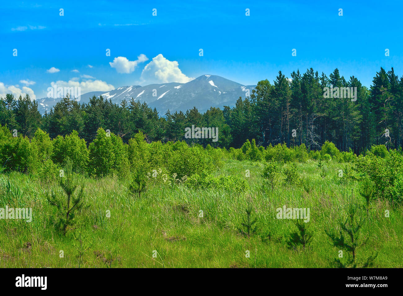 Opening in a Pine Forest, Blue Sky and White Clouds over Mountains on a Sunny Summer Day. Ivanovskiy Khrebet Ridge, Altai Mountains, Kazakhstan, in Ba Stock Photo
