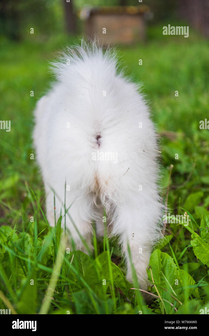 How Can I Get My White Dog White Again