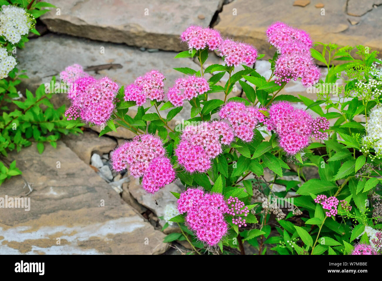Japanese spirea (Spiraea japonica) bushes with delicate pink and white  flowers in stone gargen close up. Gardening, floriculture, landscaping, landsc Stock Photo