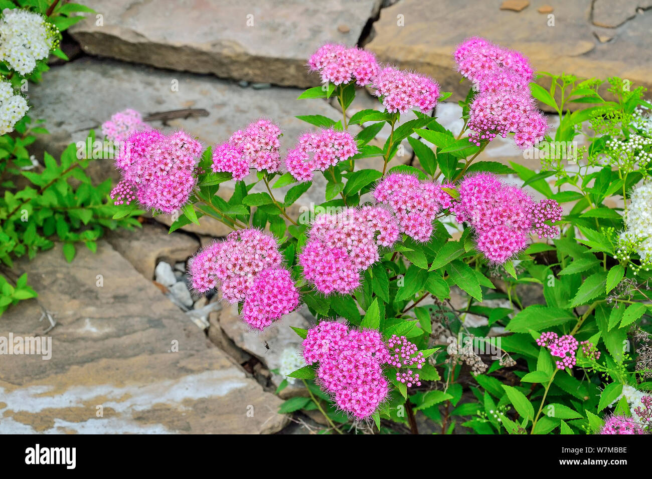 Spirea Garden High Resolution Stock Photography And Images Alamy Spirea Garden High Resolution Stock Photography And Images Alamy