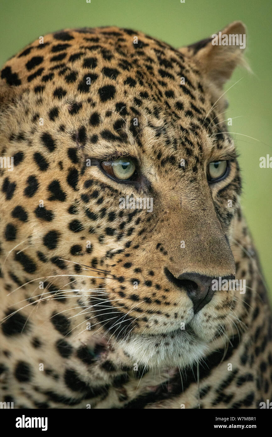 Close-up of male leopard face turned right Stock Photo - Alamy