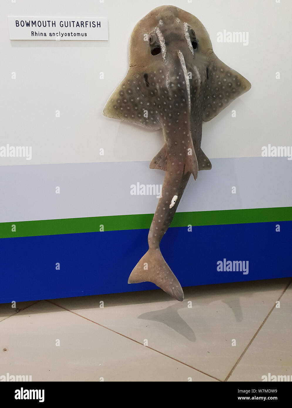 Educational display of a Bowmouth Guitarfish  at KwaZulu Natal Sharks Board Maritime Centre, Durban, South Africa Stock Photo