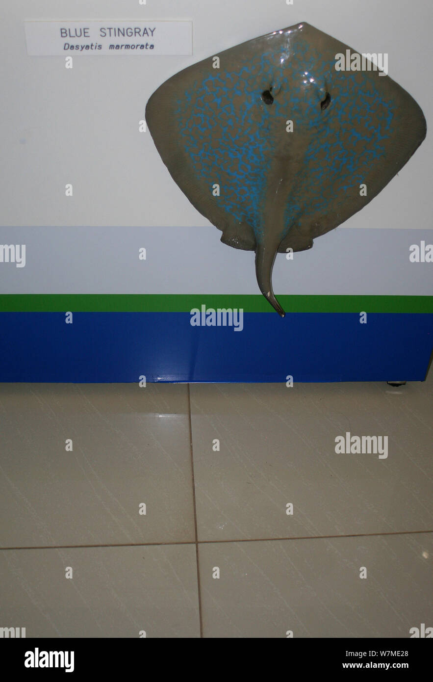 Educational display of a Blue Stingray at KwaZulu Natal Sharks Board Maritime Centre, Durban, South Africa Stock Photo