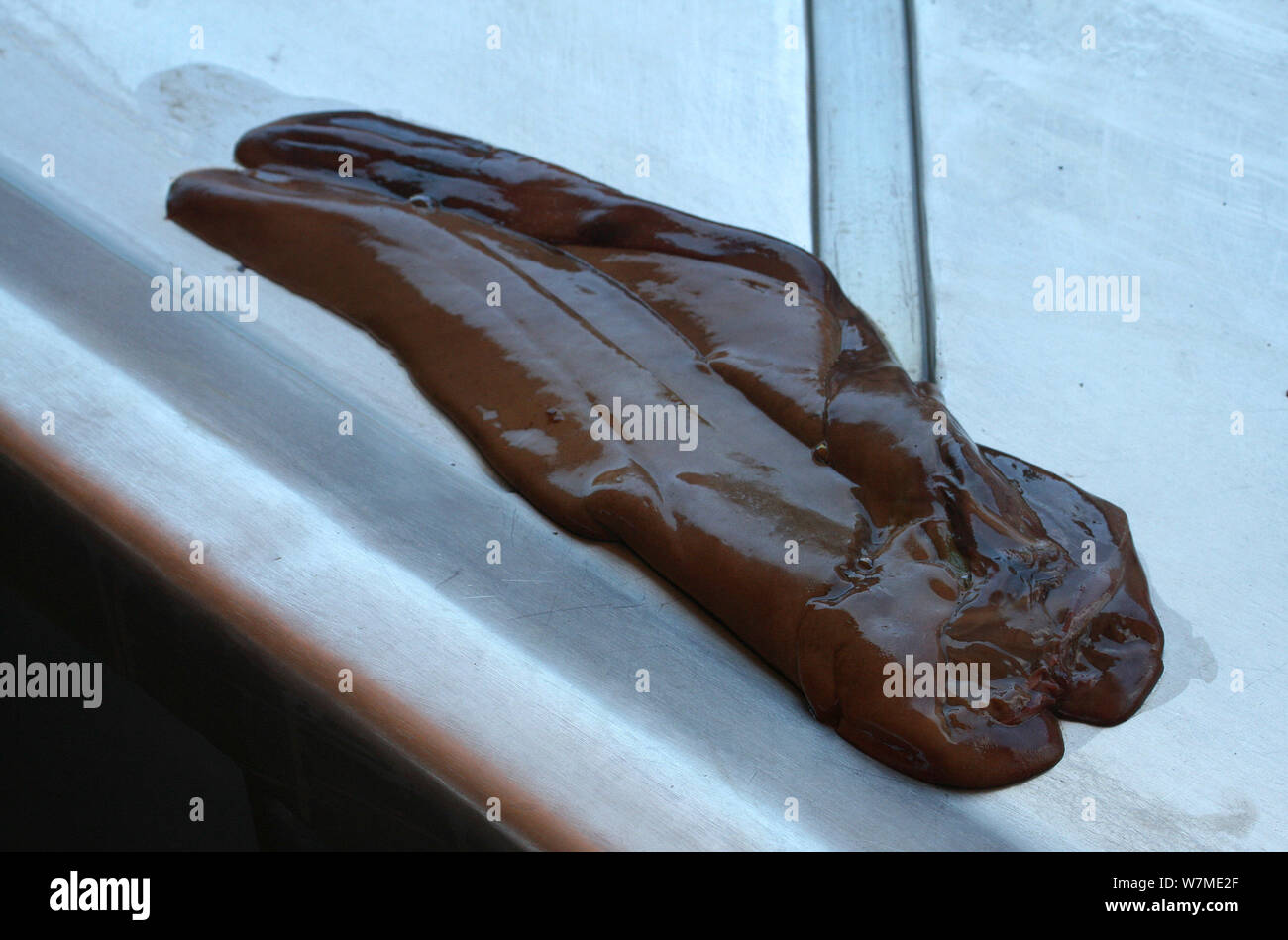 Shark liver hires stock photography and images Alamy
