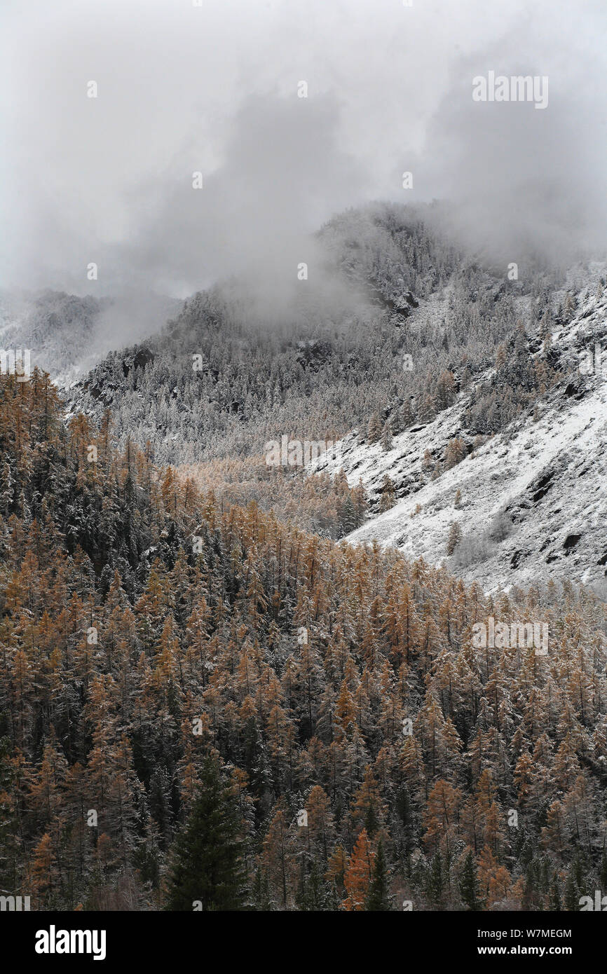 The upper forest belt in Altai Mountains after first snowfall, Katunsky Range with Siberian larch trees (Larus sibirica rufous) and Siberian pine trees (Pinus sibirica) Mt.Belukha Nature park, South-West Siberia, Russia, October 2010. Stock Photo