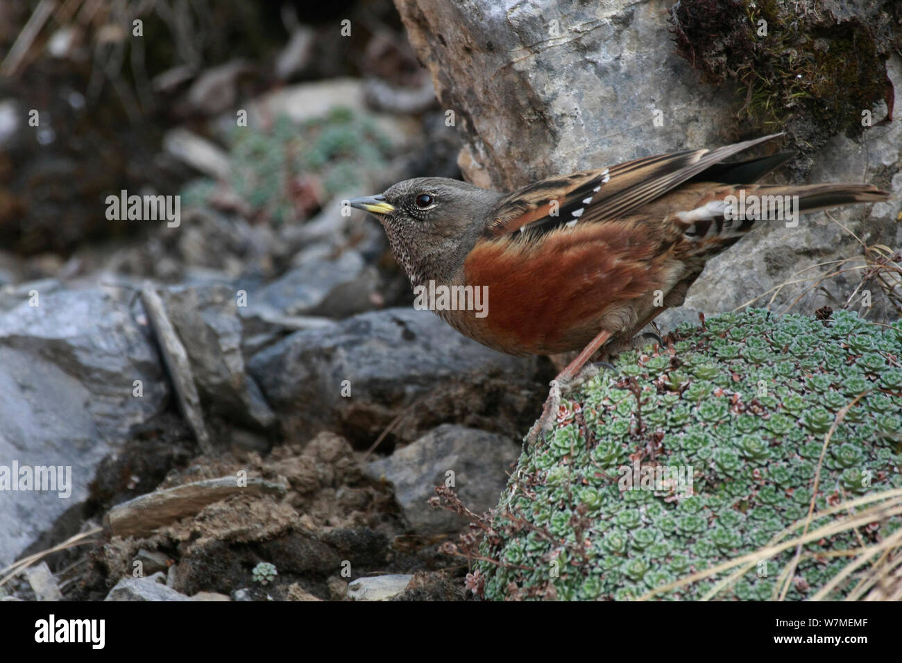 Alpine accentor (Prunella collaris) on rocks and vegetation at Thorung-La Pass, Mustang country, Nepal, May. Stock Photo