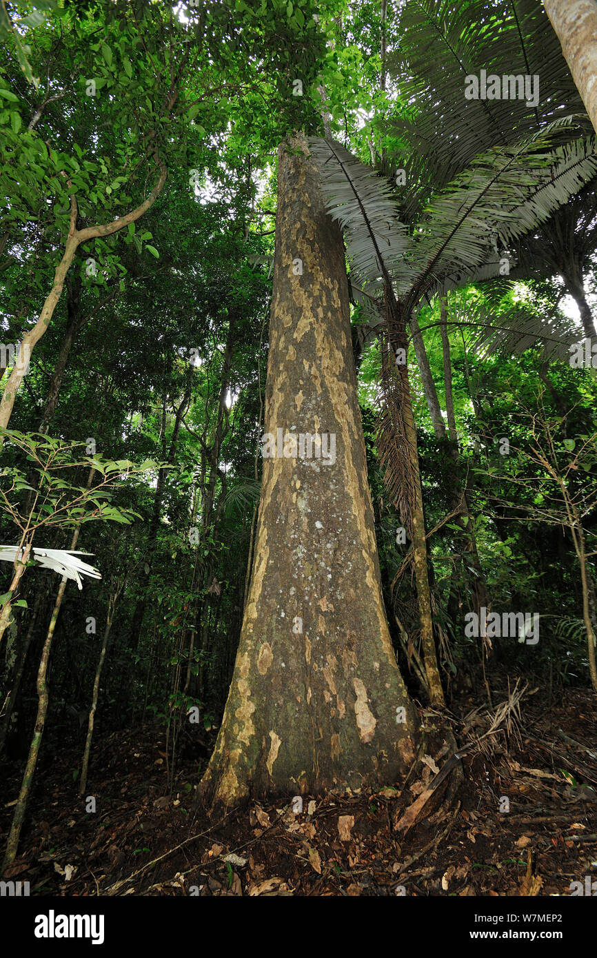 Pitomba-amarela tree (Melicoccus oliviformis intermedius) Tableland Atlantic Rainforest of Vale Natural Reserve, municipality of Linhares, Esparito Santo State, Eastern Brazil. Stock Photo