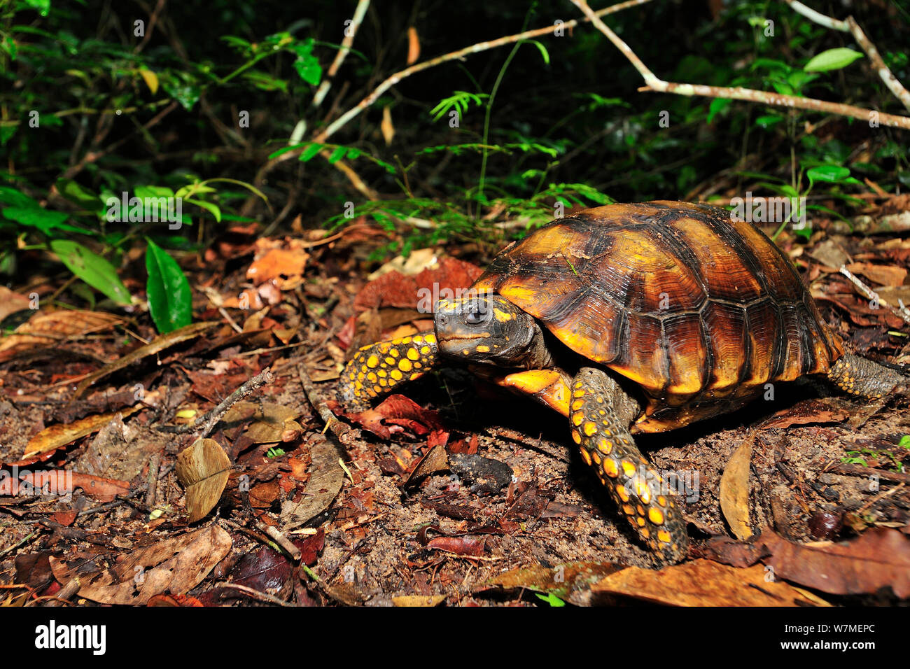 Brazilian rainforest leaves hi-res stock photography and images - Alamy