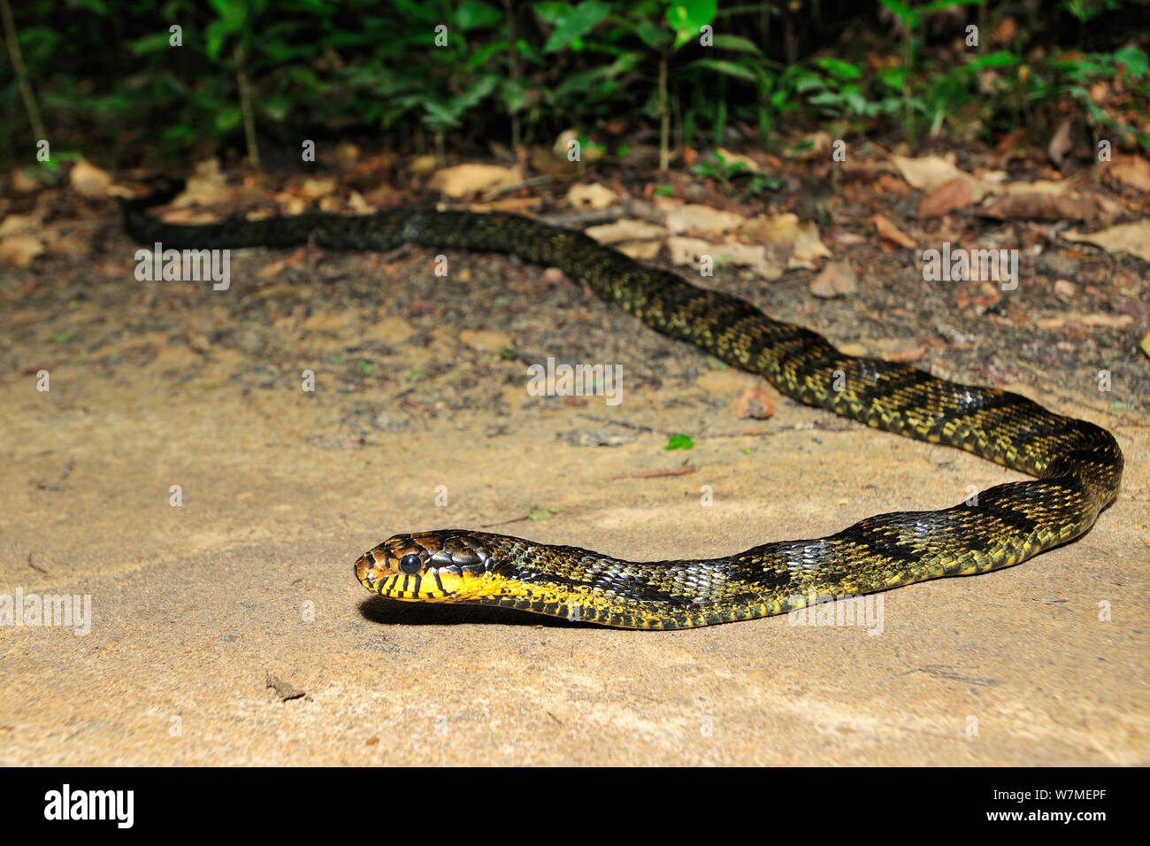 Caninana / Black and yellow rat snake (Spilotes pullatus) on ground, Tableland Atlantic Rainforest of Vale Natural Reserve, municipality of Linhares, Esparito Santo State, Eastern Brazil. Stock Photo