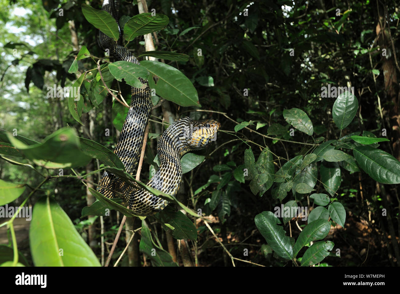 Caninana / Black and yellow rat snake (Spilotes pullatus) in tree, Tableland Atlantic Rainforest of Vale Natural Reserve, municipality of Linhares, Esparito Santo State, Eastern Brazil. Stock Photo