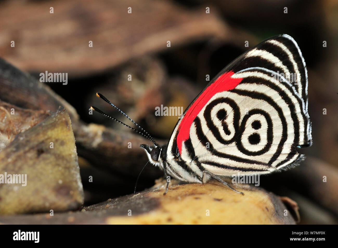 Eighty Eight Butterfly High Resolution Stock Photography and Images - Alamy