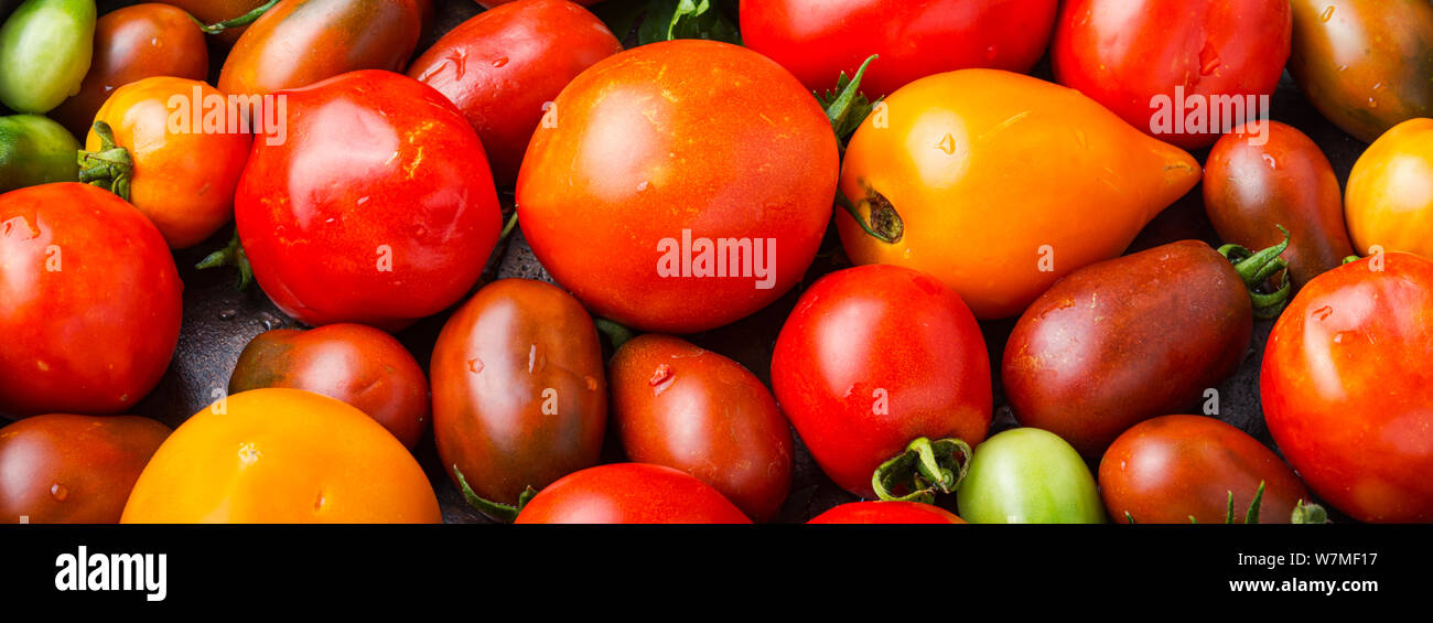 Tomato seasonal summer vegetables.Harvest ripe tomatoes.Food background ...
