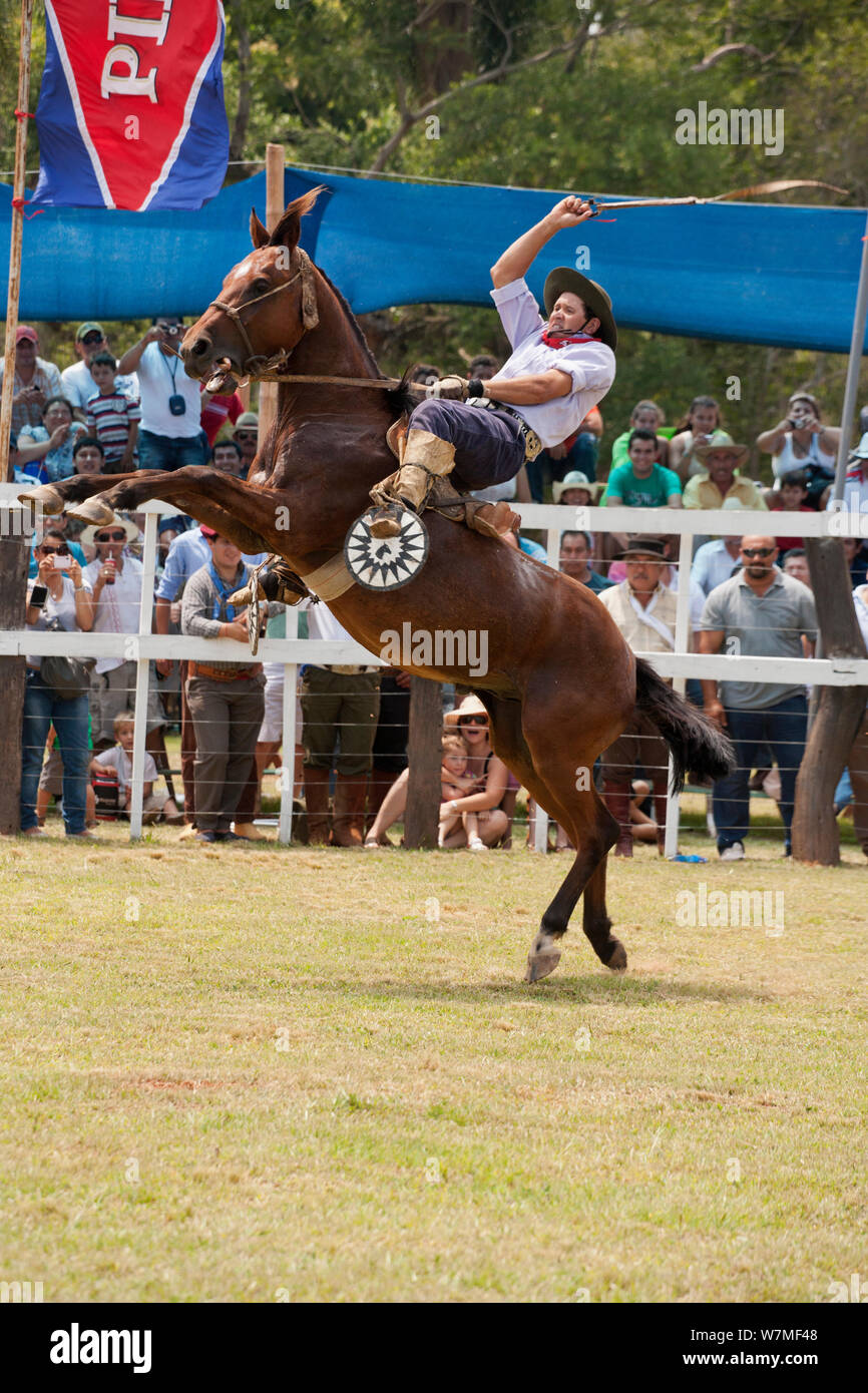Quartered Rodeo A traditionally dressed cowboy tries to remain on a bronc (unbroken ...