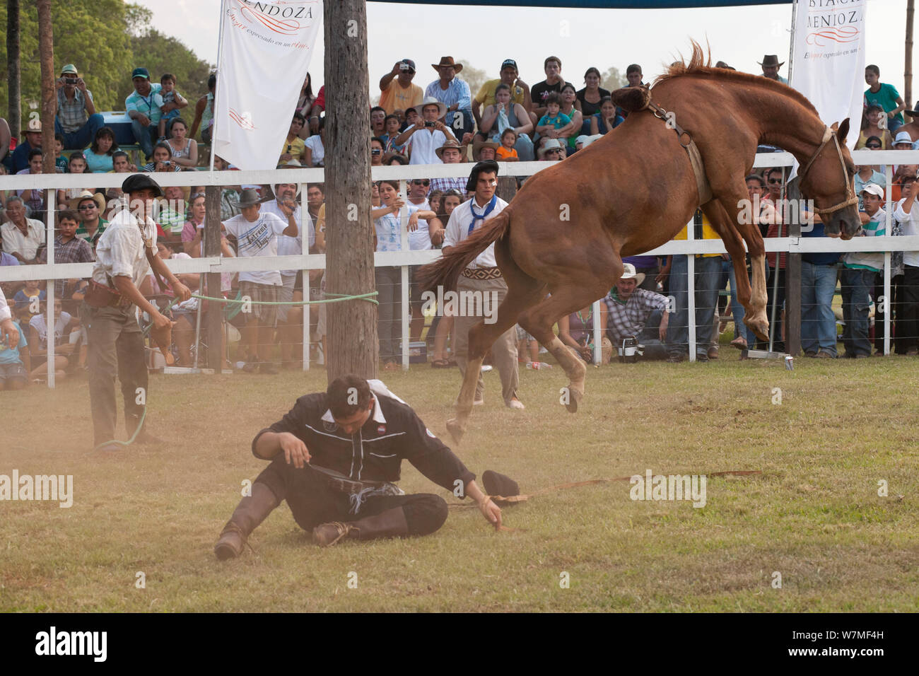 Quartered Rodeo A bronc (unbroken) Quarter mare bolts after having thrown out a ...