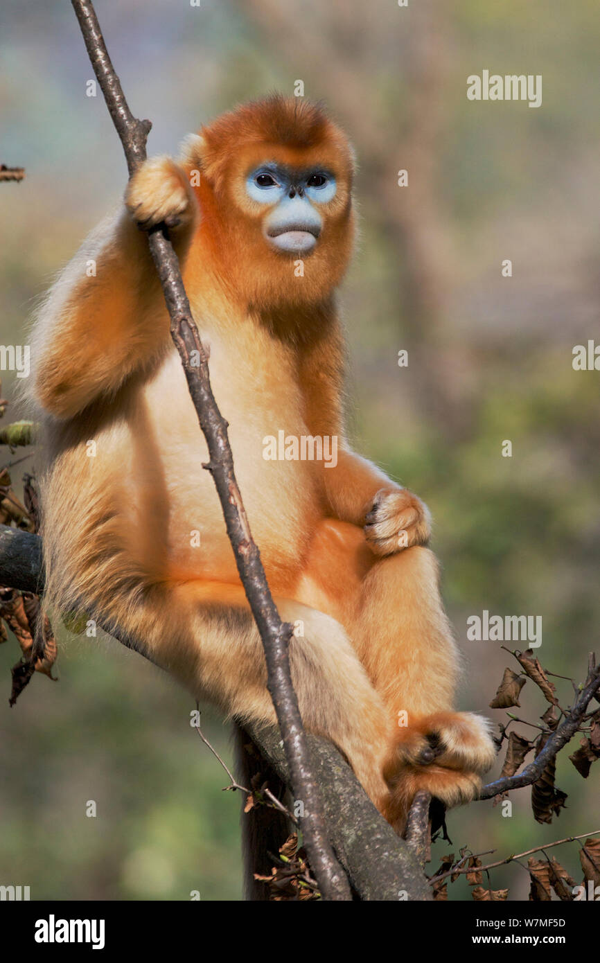 Blue face monkey hi-res stock photography and images - Alamy