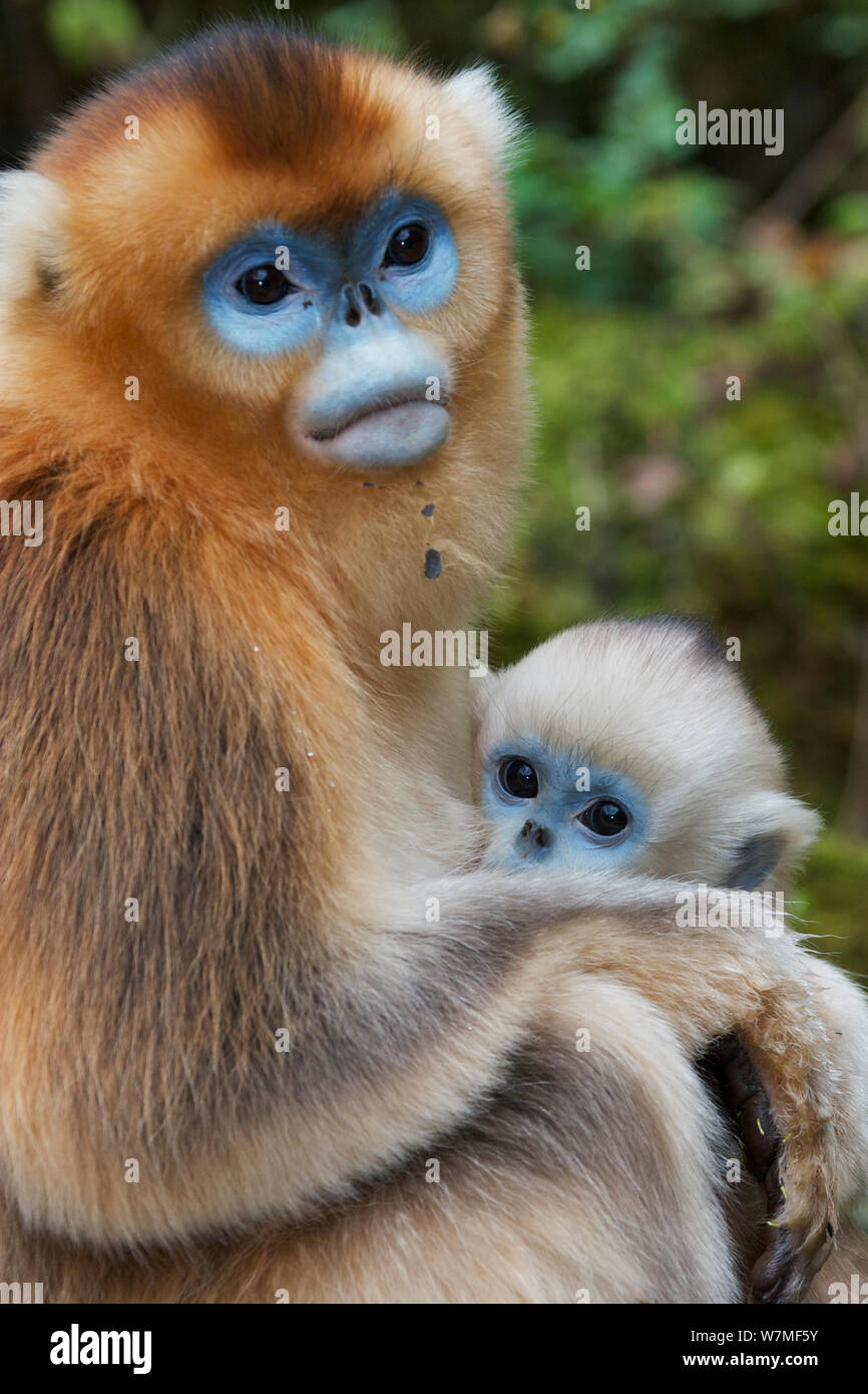 yellow moon 、blue monkey mix dwarf It's baby boom season