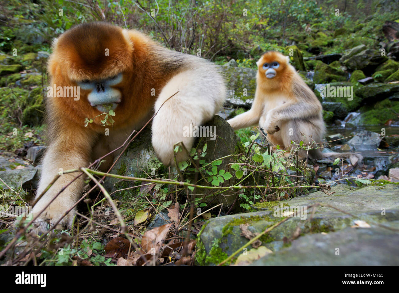 Quinling golden snub nosed monkey hi-res stock photography and images -  Alamy