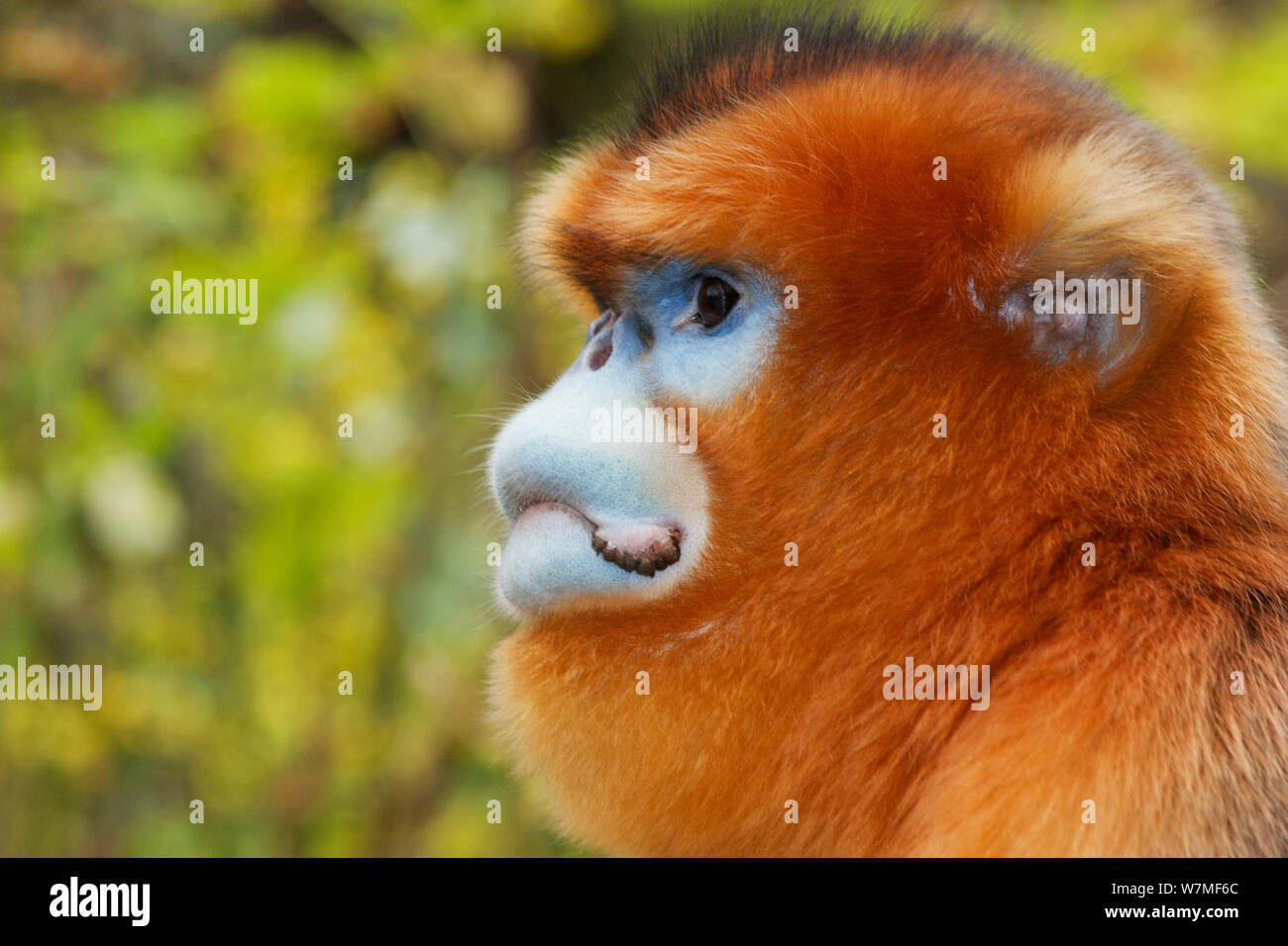 Rhinopithecus roxellana qinlingensis hi-res stock photography and ...