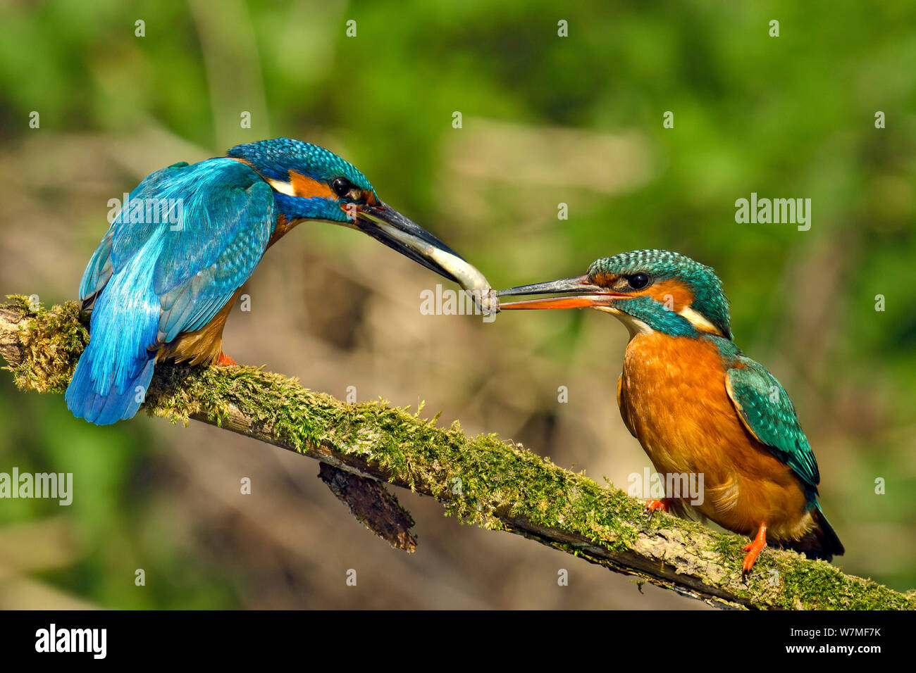 Kingfisher (Alcedo atthis) male passing fish to female spring during courtship behaviour, Hertfordshire, England, UK, March. Sequence 2 of 6. Stock Photo