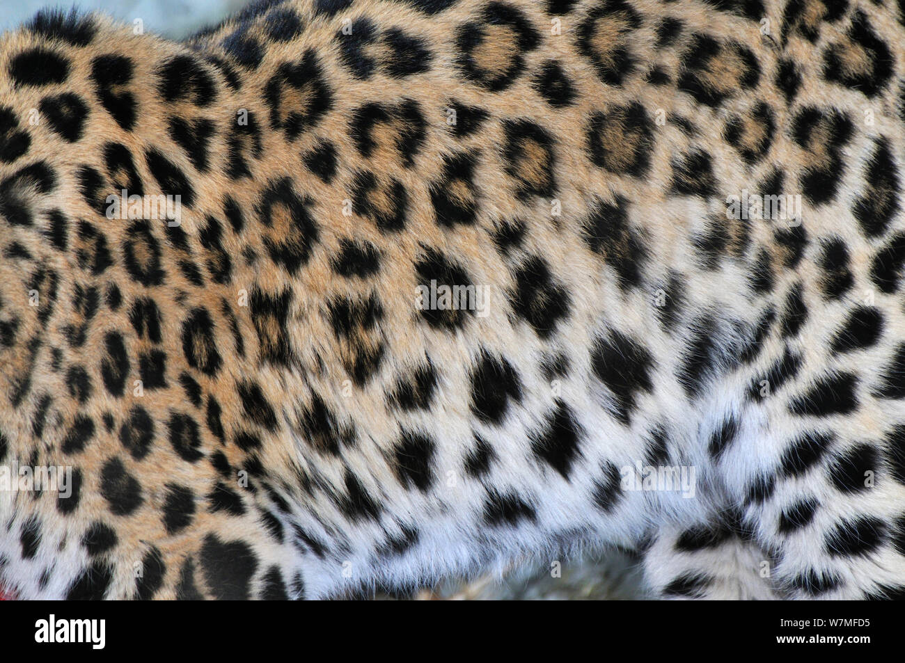Close up of fur of wild female Amur leopard (Panthera pardus orientalis)  Kedrovaya Pad reserve, Primorsky Krai, Far East Russia, January. Critically  endangered species Stock Photo - Alamy