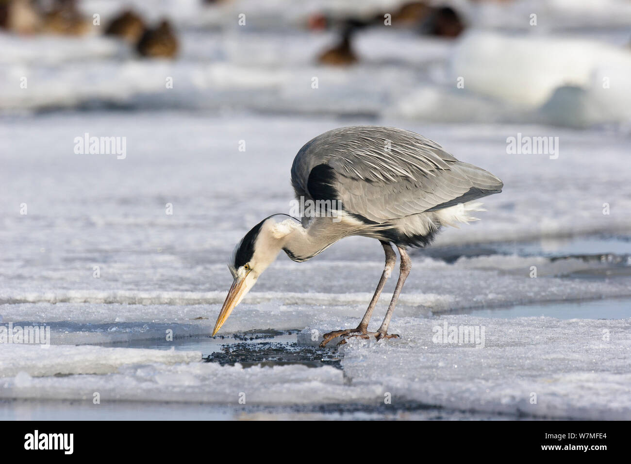 Grey heron (Ardea cinerea) hunting for fish in frozen river, Usedom, Germany, January Stock Photo