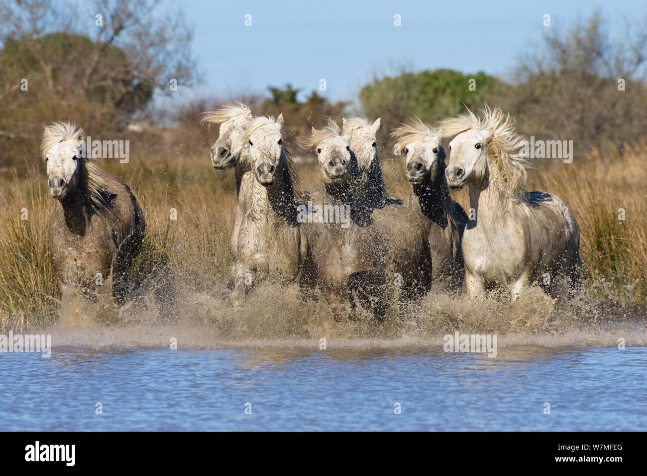 Camargue horses running in water (Equus caballus) Camargue, France, April Stock Photo