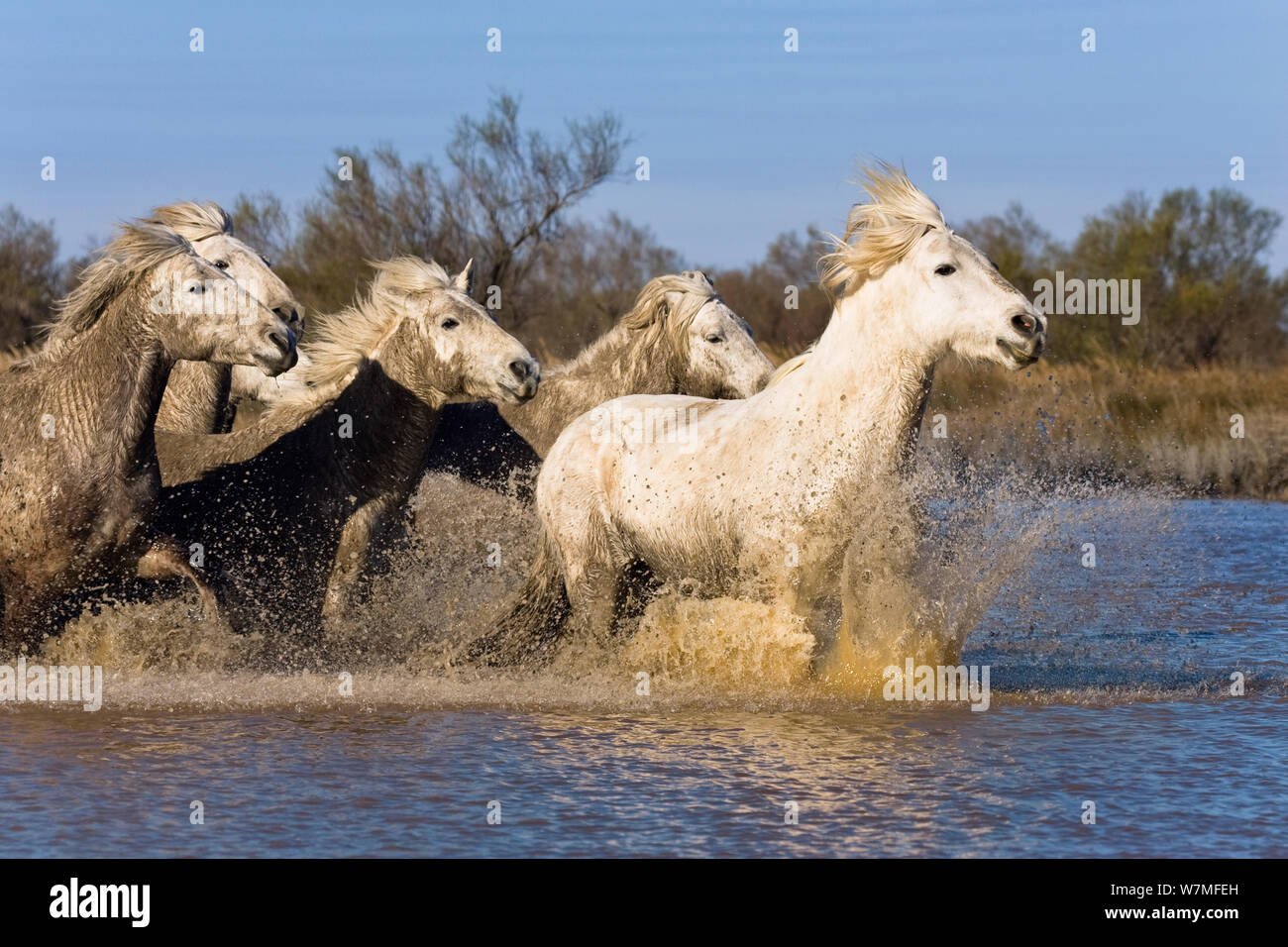 Camargue horses running in water (Equus caballus) Camargue, France, April Stock Photo