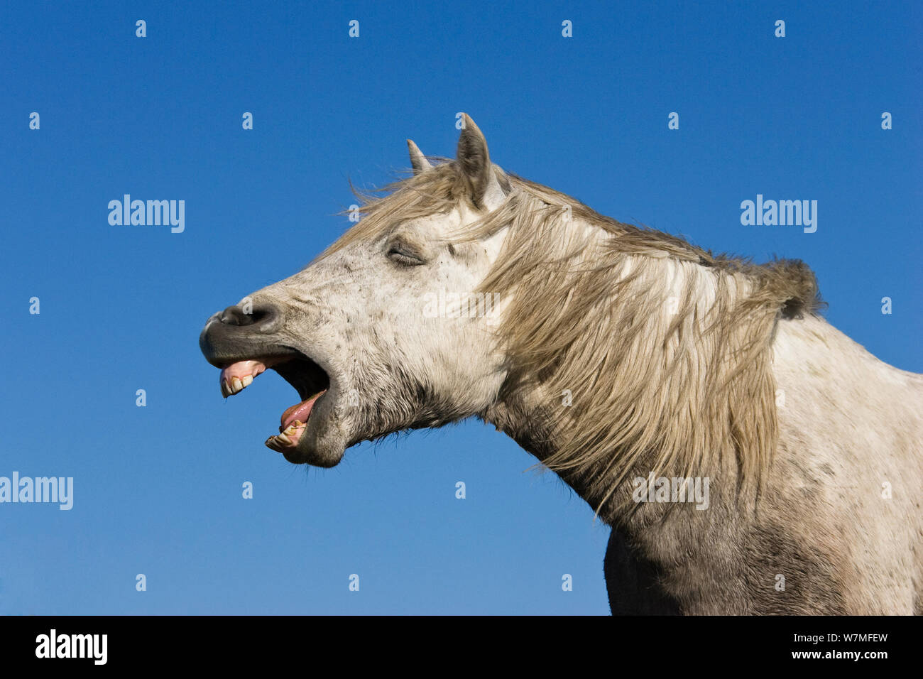 Camargue horse (Equus caballus) yawning, Camargue, France, April Stock Photo