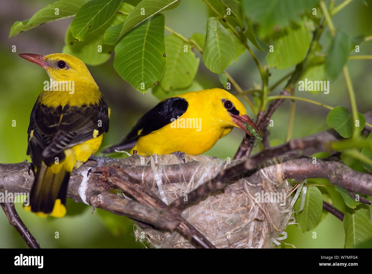 Golden orioles (Oriolus oriolus) pair at nest, with food for chicks, Bulgaria, June Stock Photo