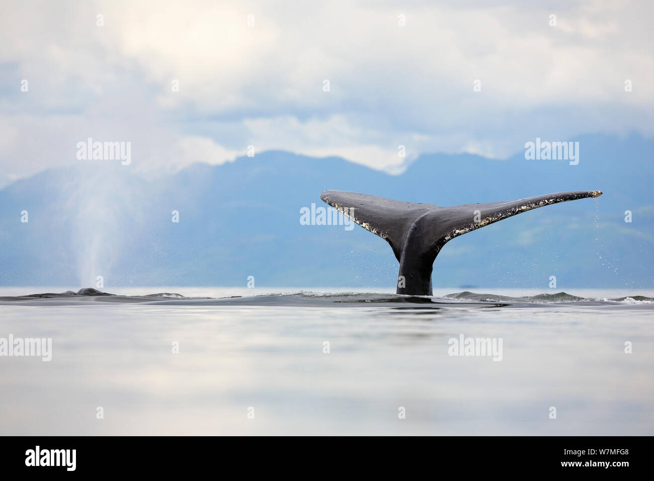 Humpback whale (Megaptera novaeangliae) blow of one surfacing, tail fluke of one diving, Alaska's Inside Passage, USA, July Stock Photo