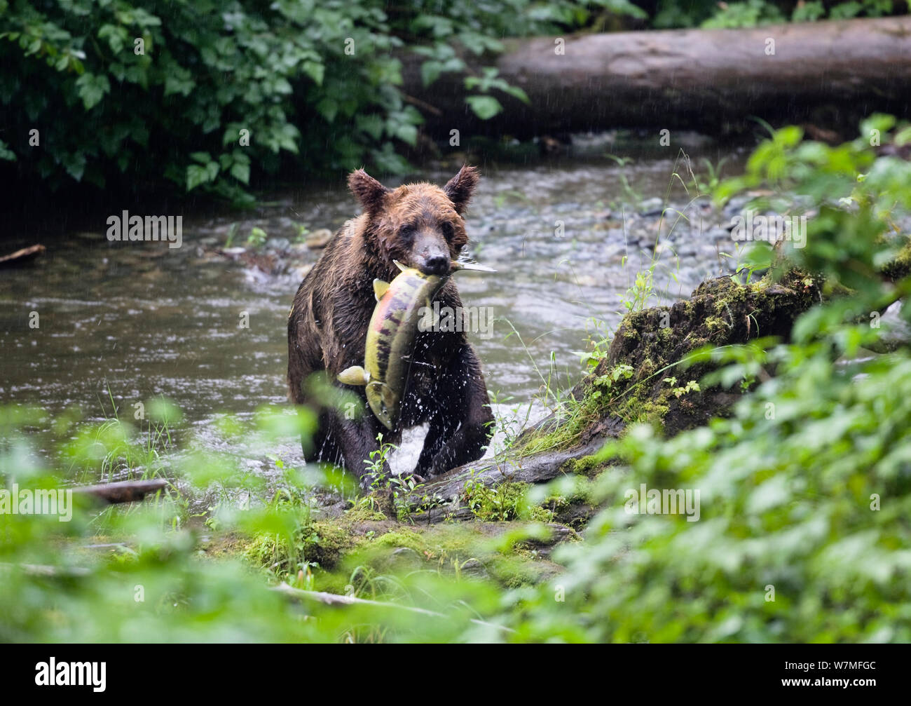 Admiralty Island Alaska Bear Hi res Stock Photography And Images Alamy admiralty-island-alaska-bear-hi-res-stock-photography-and-images-alamy