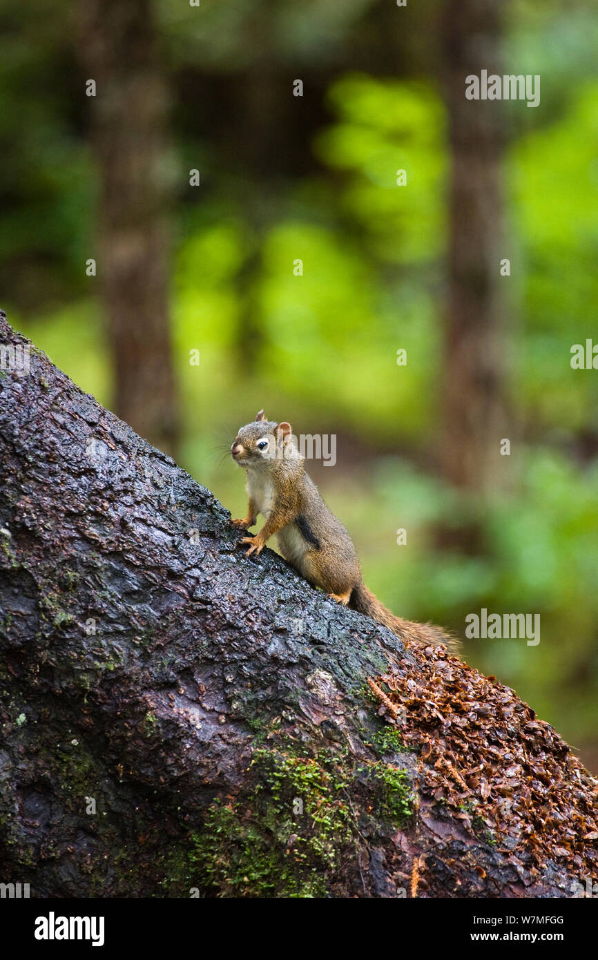 Squirrel, unknown species, Mitkof Island, Southeast Alaska, USA, July