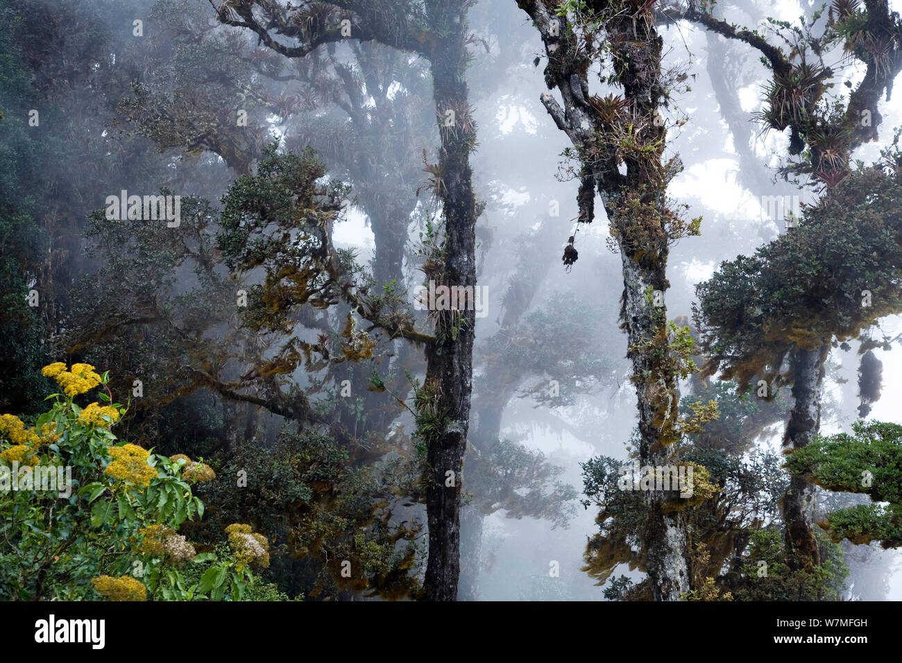 Rainforest at Cerro de la Muerte, Costa Rica Stock Photo