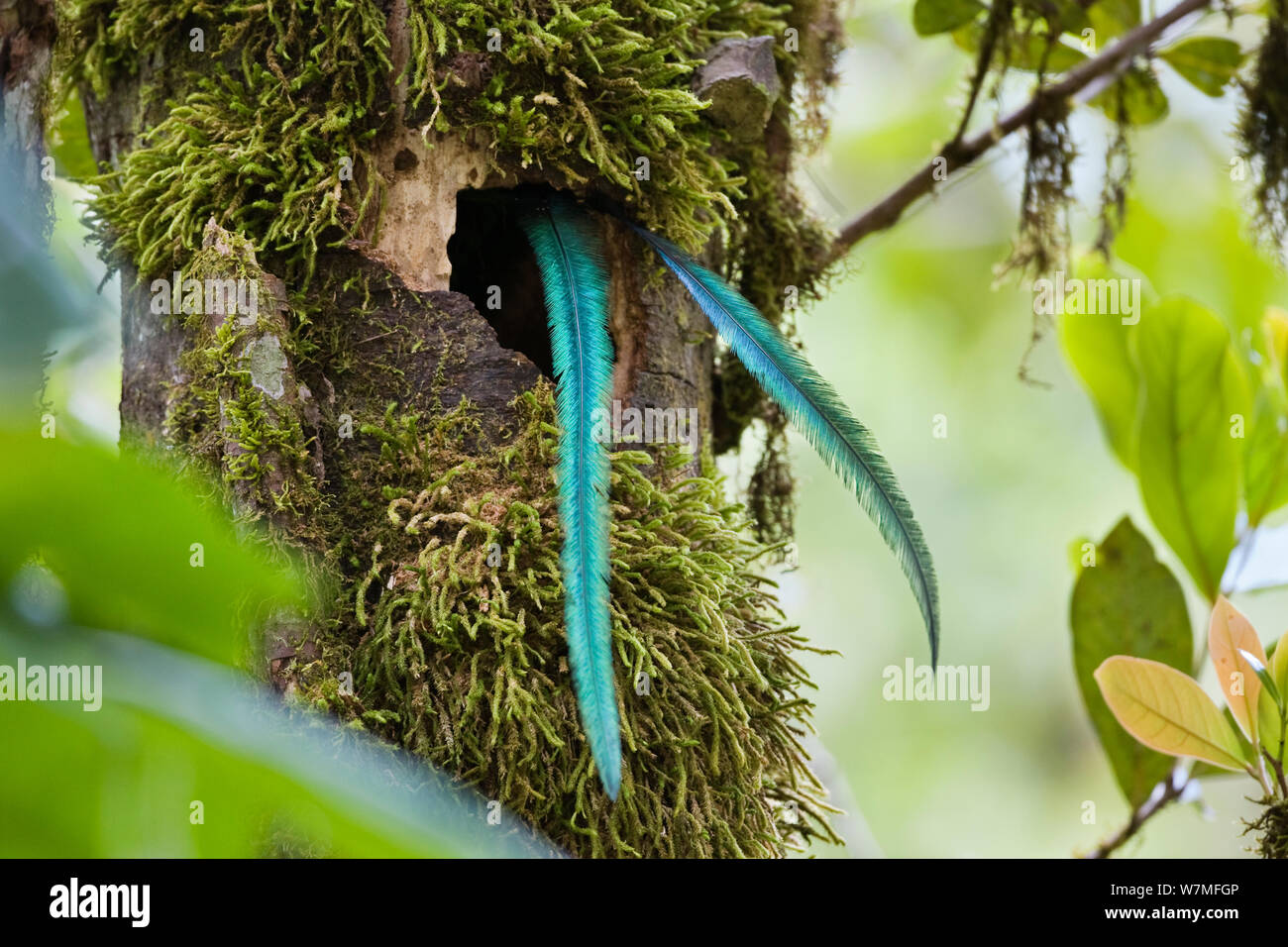 Resplendent Quetzal (Pharomachrus mocinno costaricensis) male tail feathers hanging out of the nest, Costa Rica Stock Photo