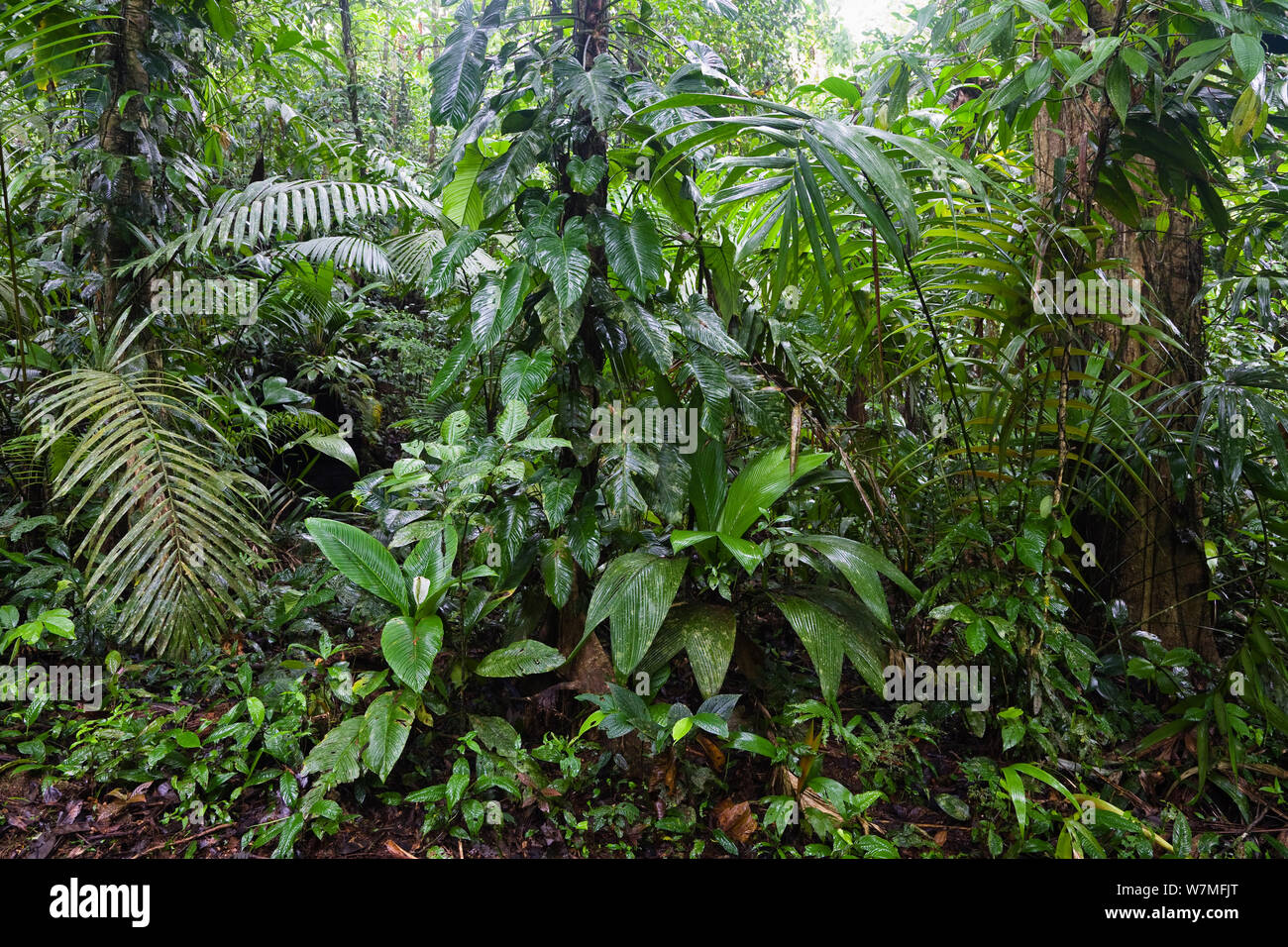 Lowland Rainforest habitat in Braulio Carrillo National Park, Costa Rica, 2007 Stock Photo