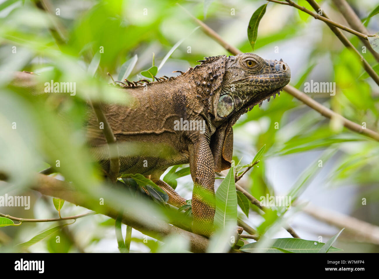 Common iguana (Iguana iguana) in lowland rainforest in tree, Braulio Carrillo National Park, Costa Rica Stock Photo