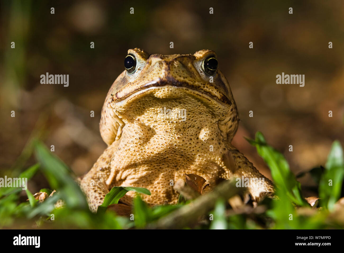 Cane toad (Bufo marinus), lowland rainforest, Braulio Carrillo National Park, Costa Rica Stock