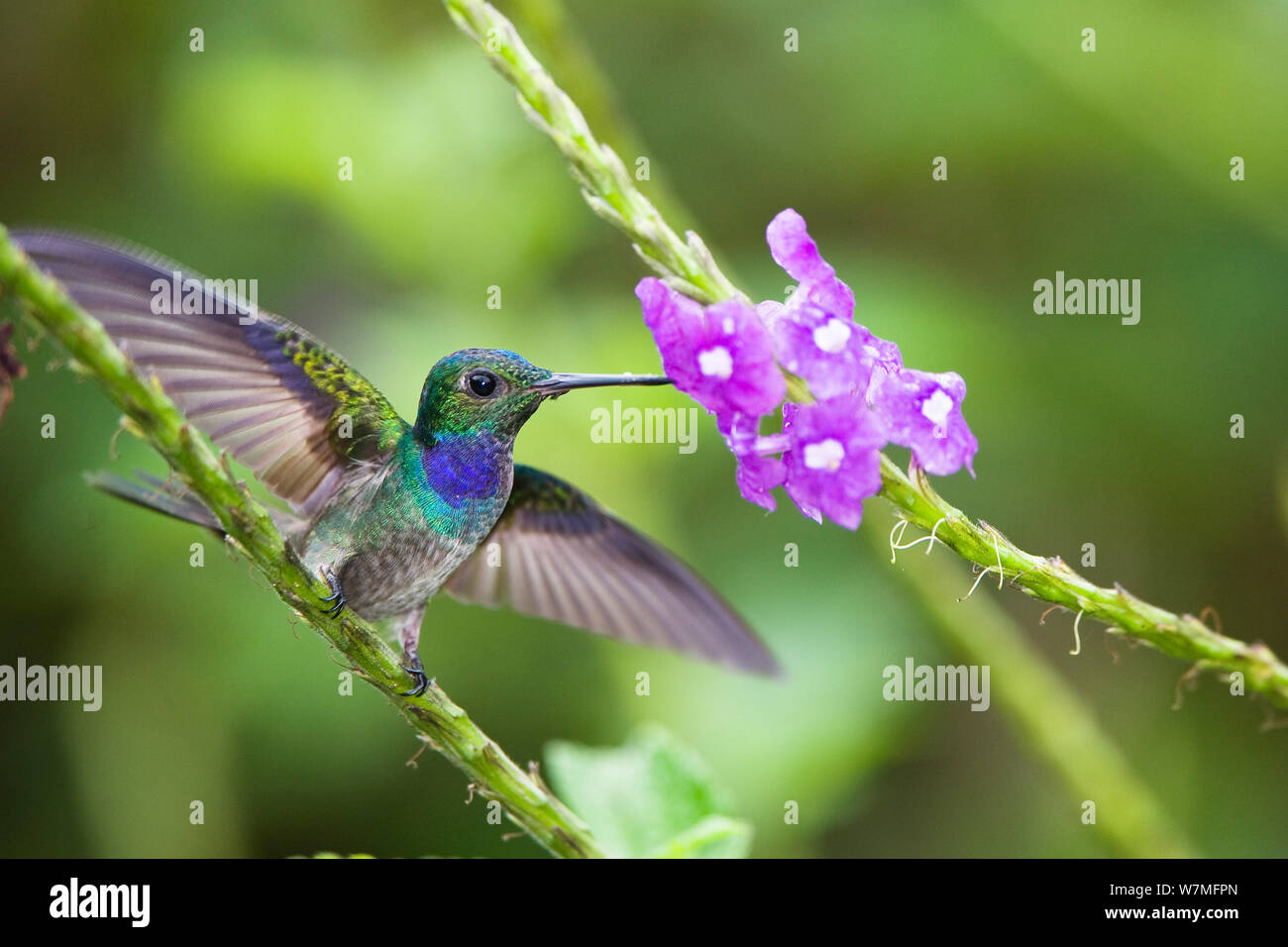 Blue-chested hummingbird (Amazilia amabilis) male feeding from flower, Costa Rica, Central America Stock Photo