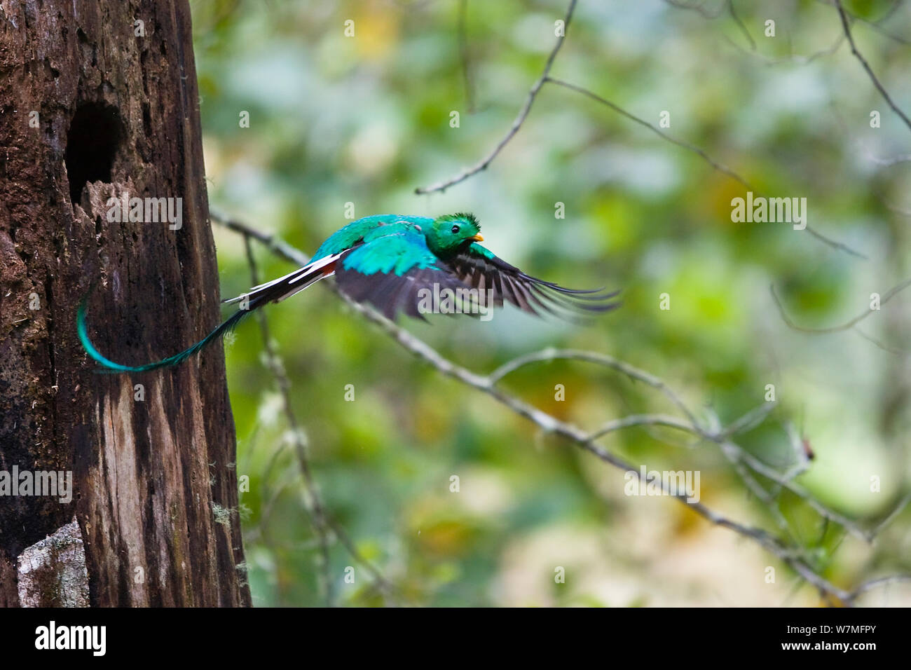 Resplendent Quetzal (Pharomachrus mocinno costaricensis) male in flight, Costa Rica Stock Photo