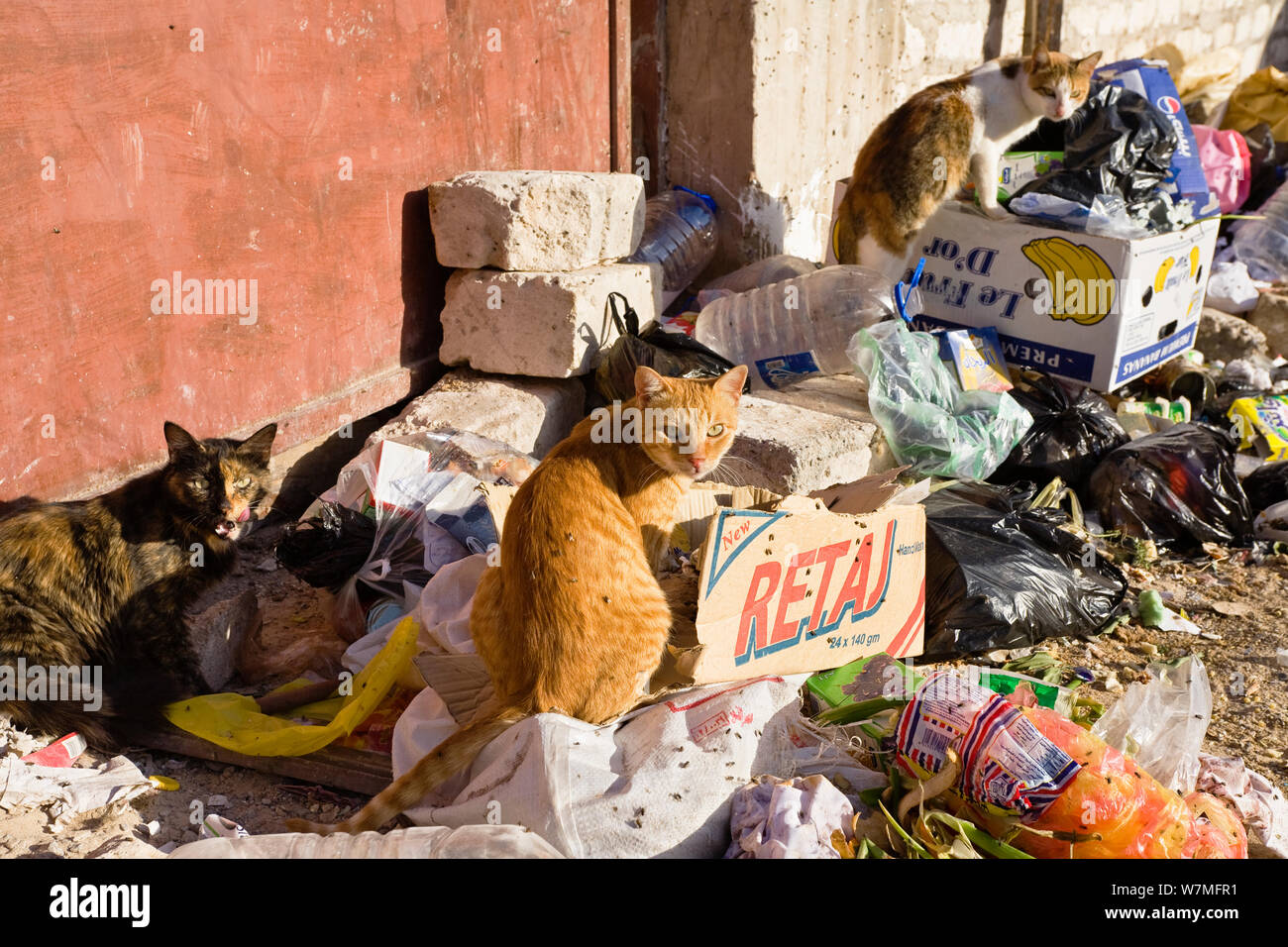 Domestic cats scavenging amongst rubbish, Medina, Old Town, Tripoli, Libya, November 2007 Stock Photo